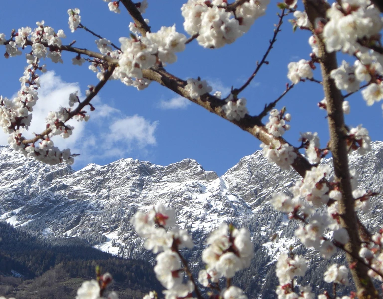 Blüten mit schneebedeckten Bergen, Meraner Land.