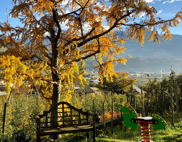 Gelbe Lärche mit Holzbank, Kinderspielplatz Marling.