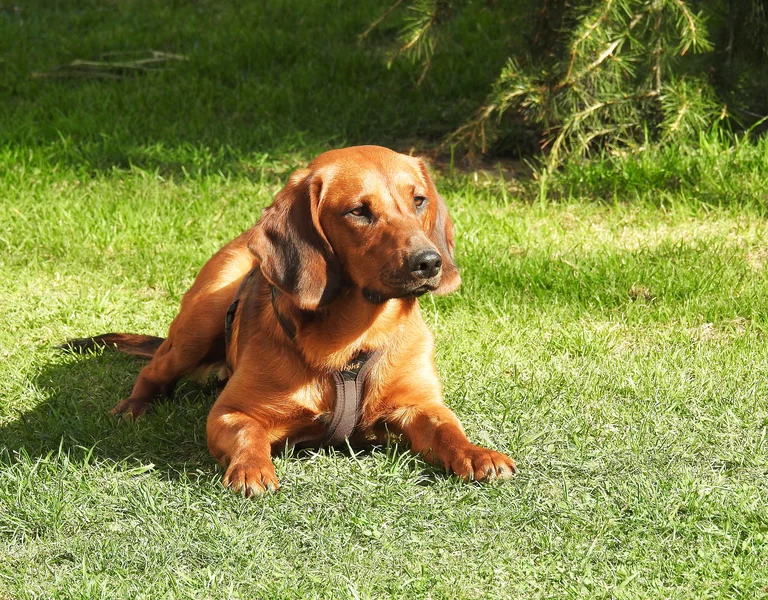 Bruaner Hund liegt auf der Wiese.