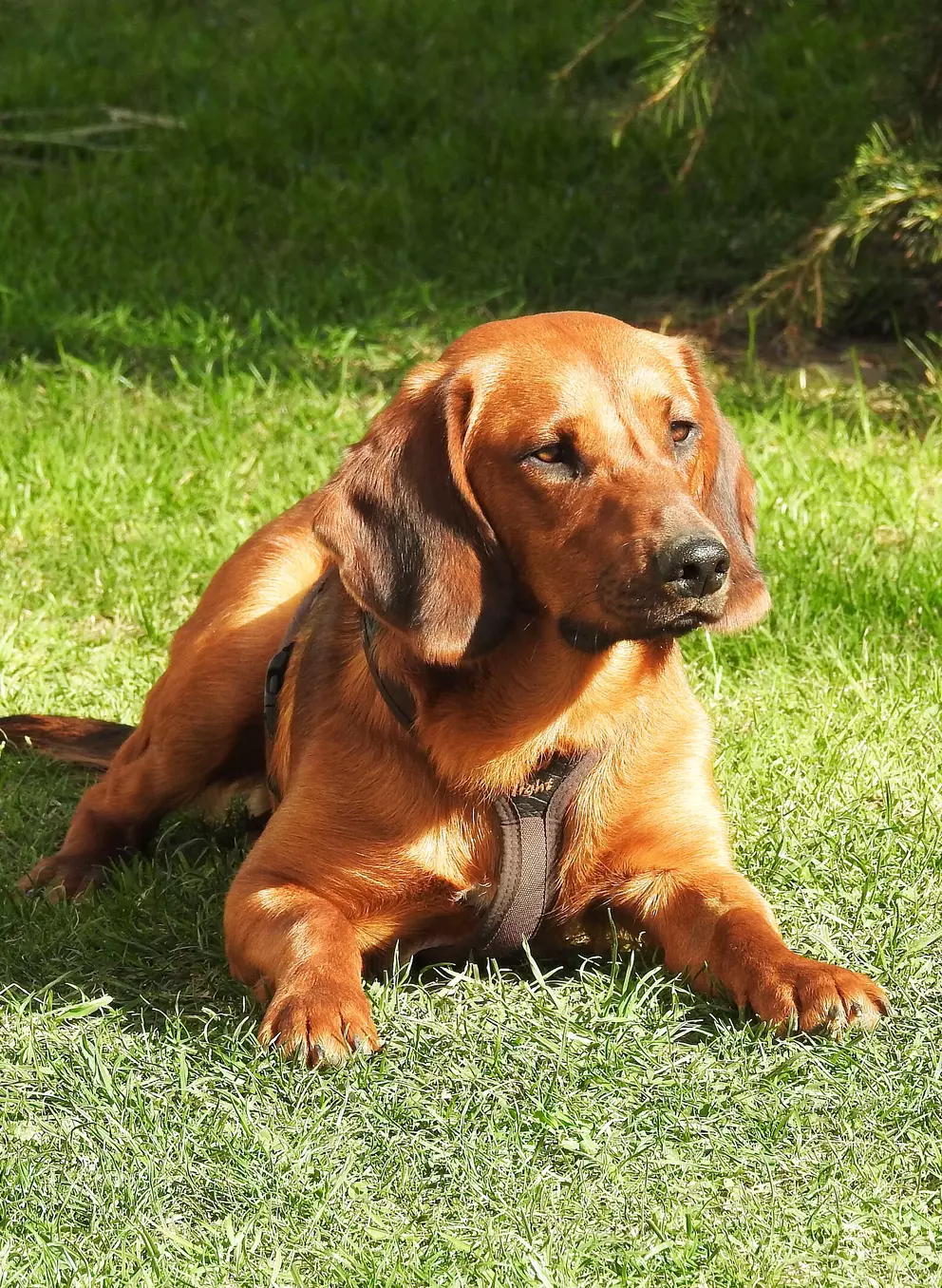 Bruaner Hund liegt auf der Wiese.