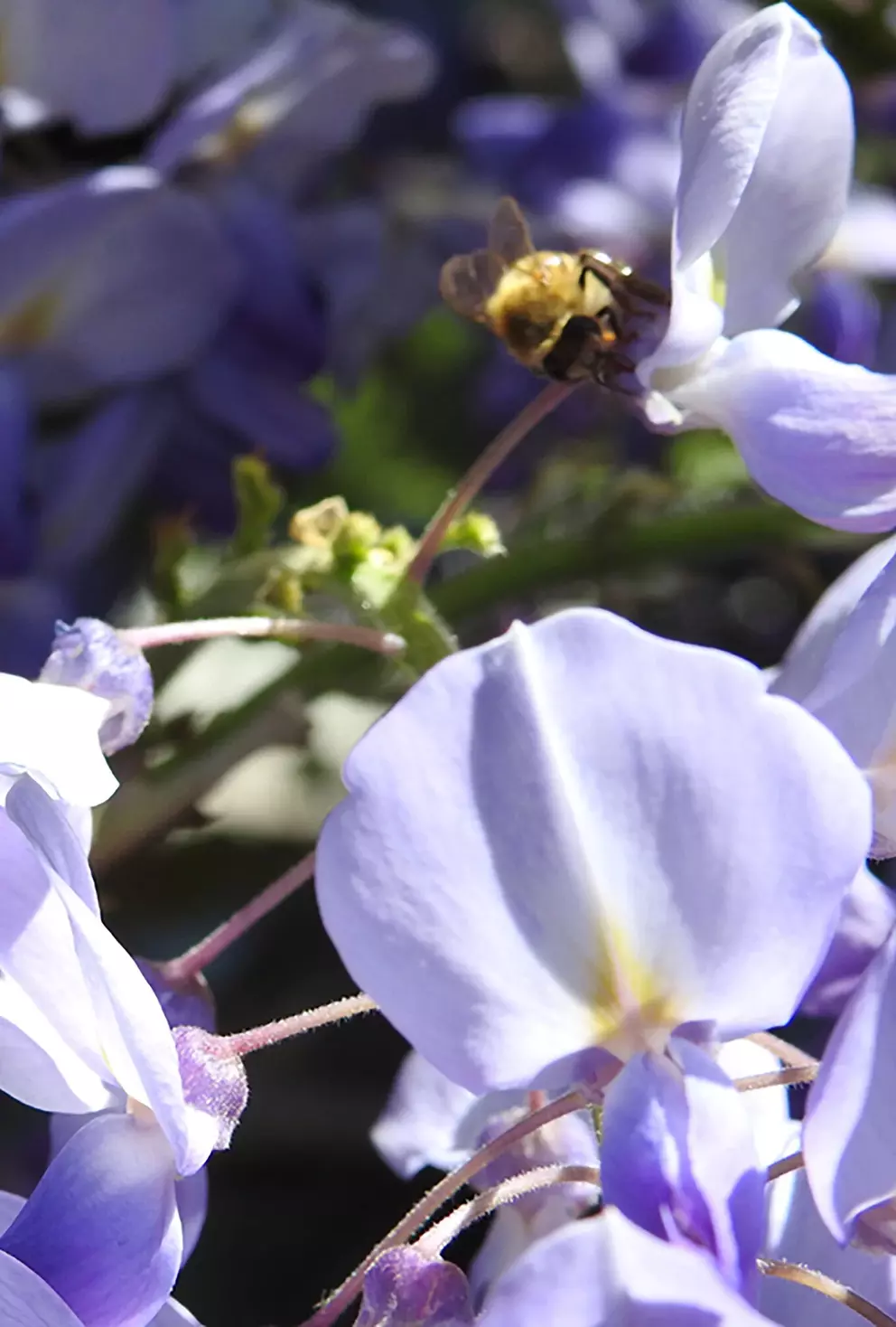 Blaue Blüten mit Hummel, Gartenwelt.