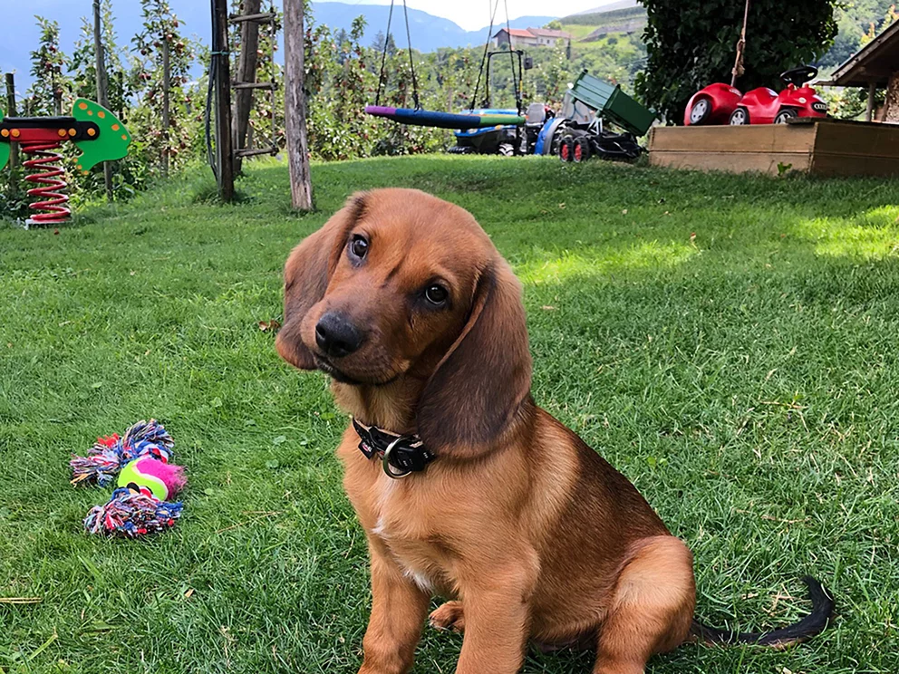 Brauner Hund im Garten