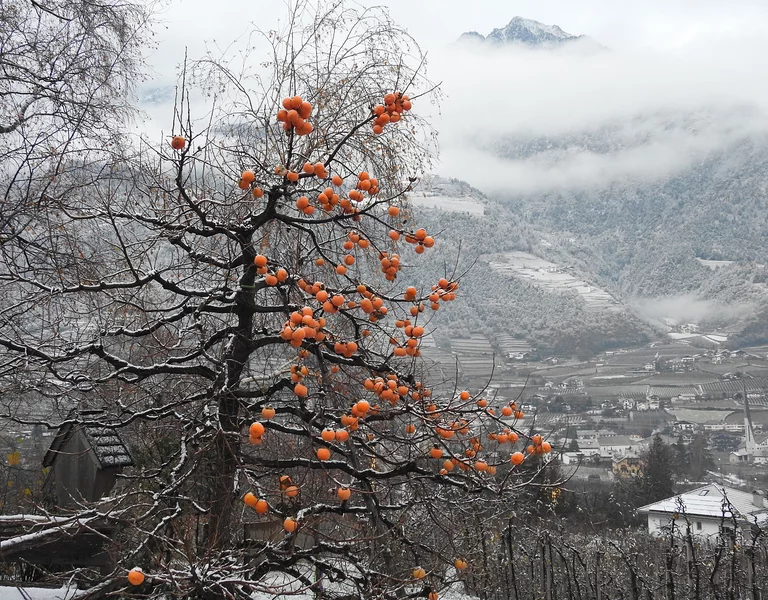 Winter: gelbe Kaki in Schneelandschaft.